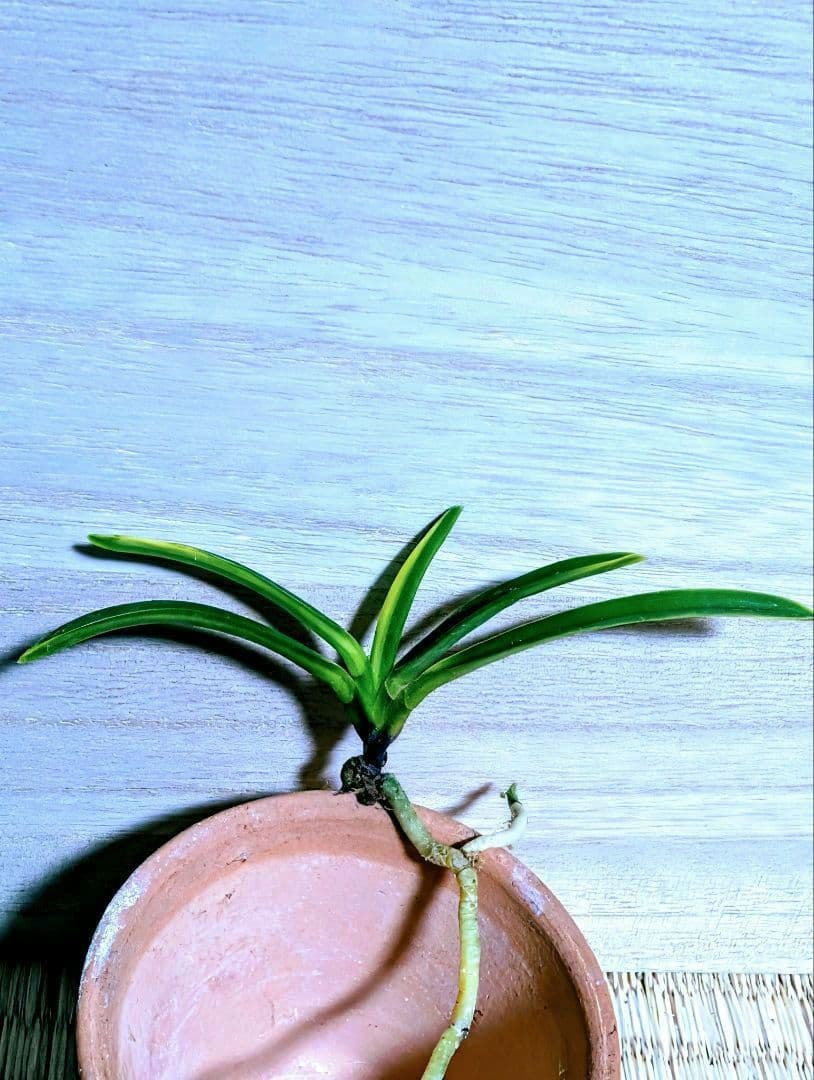 富貴蘭　三浦白牡丹