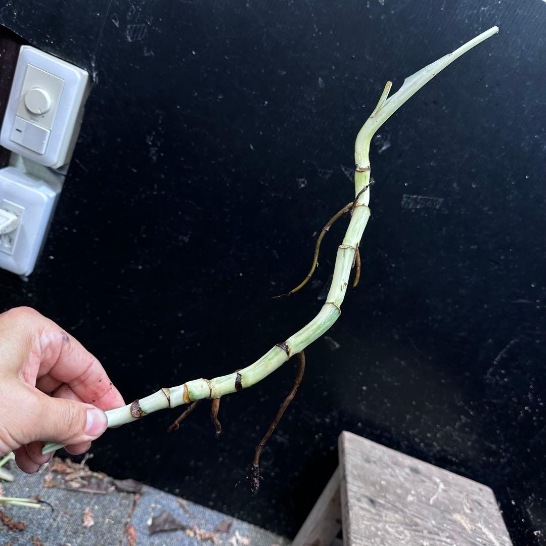 超*✿様 斑入りモンステラホワイトタイガー茎8株おまとめ