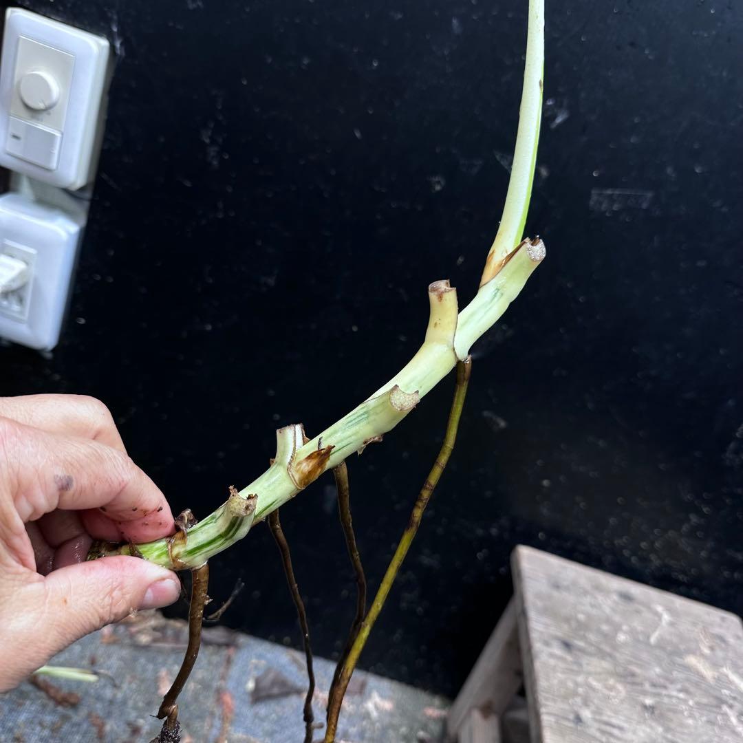 超*✿様 斑入りモンステラホワイトタイガー茎8株おまとめ