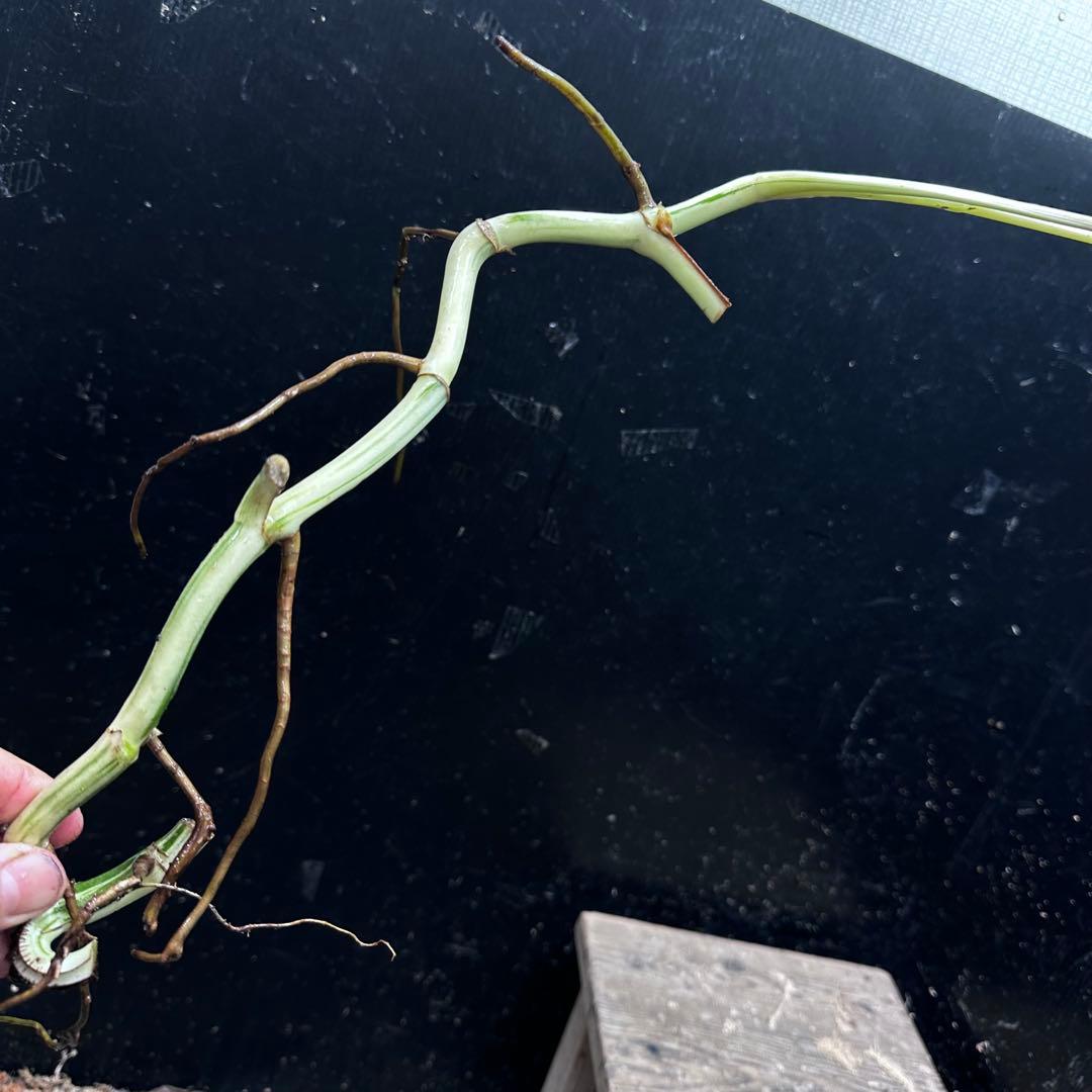 超*✿様 斑入りモンステラホワイトタイガー茎8株おまとめ