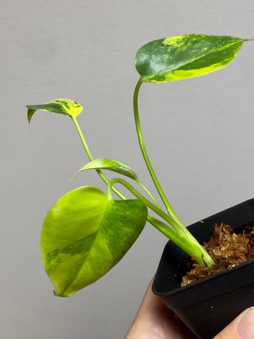 【全葉美斑入り✨】モンステラ　イエローマリリン　黄斑　オーレア　希少　人気‼️