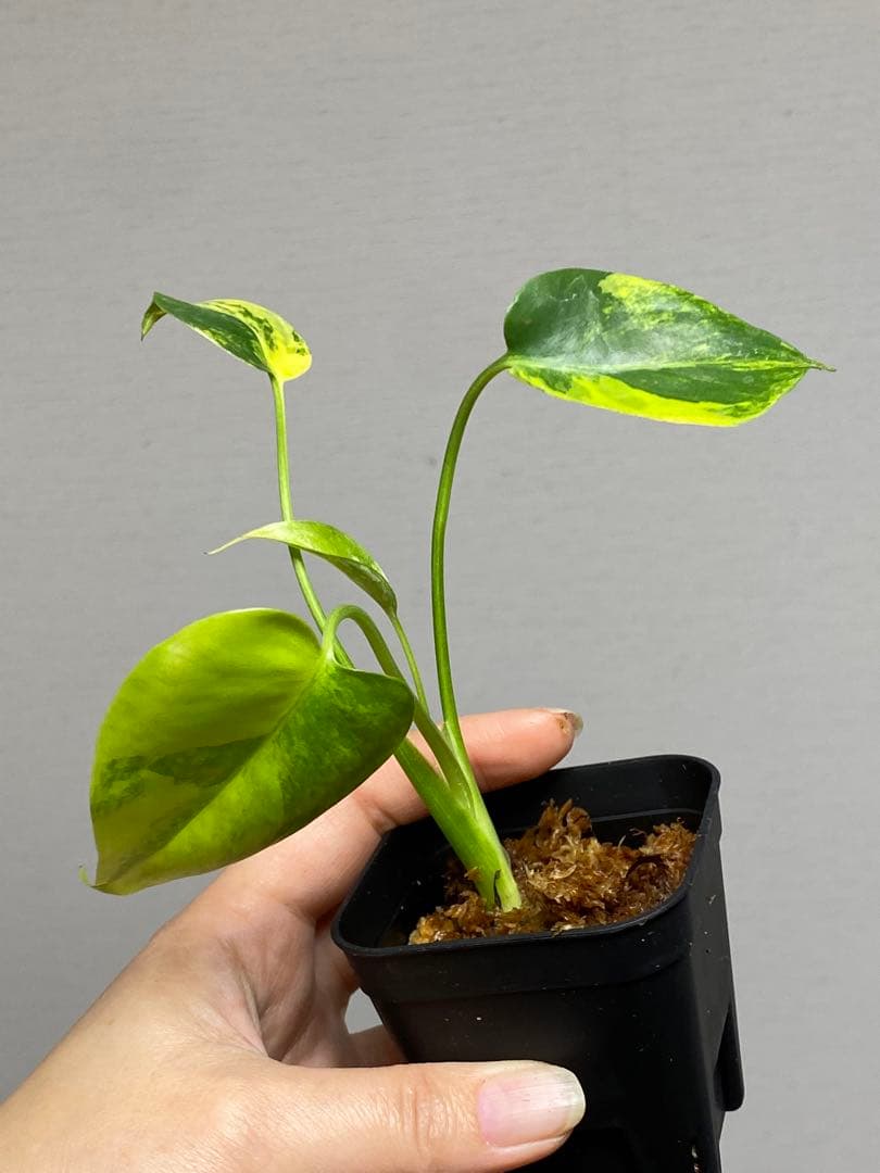 【全葉美斑入り✨】モンステラ　イエローマリリン　黄斑　オーレア　希少　人気‼️