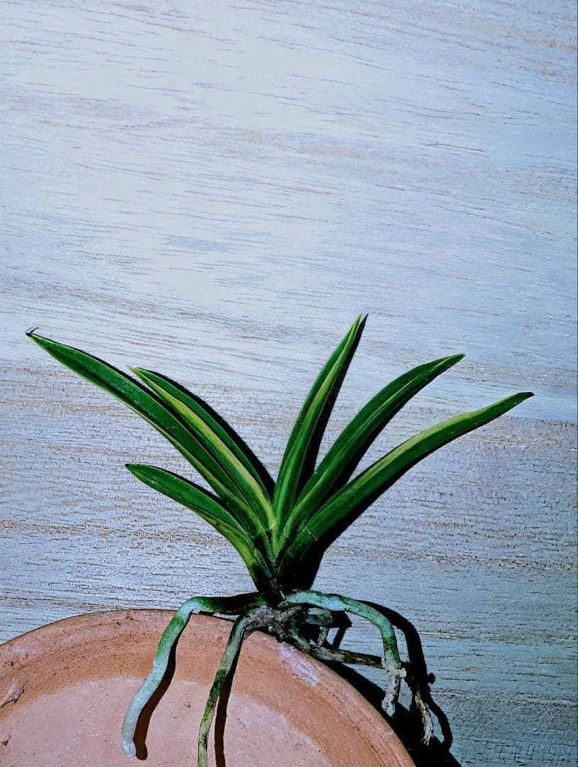 富貴蘭　金牡丹黄縞（特級）