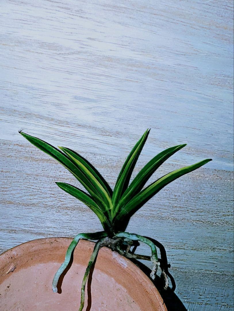 富貴蘭　金牡丹黄縞（特級）