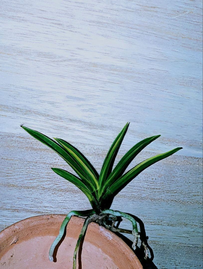 富貴蘭　金牡丹黄縞（特級）