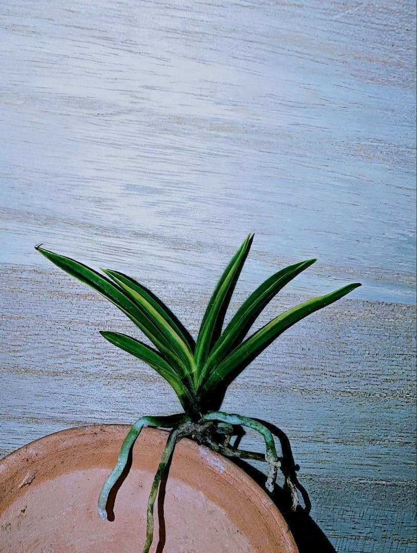 富貴蘭　金牡丹黄縞（特級）