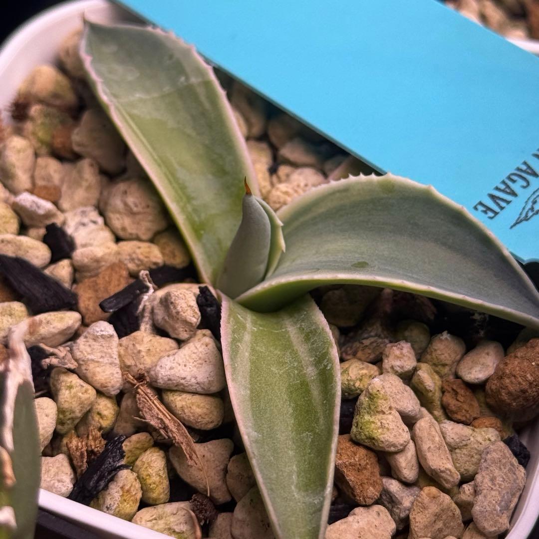 ovatifolia moby オバティフォリア モビー agave us 発根