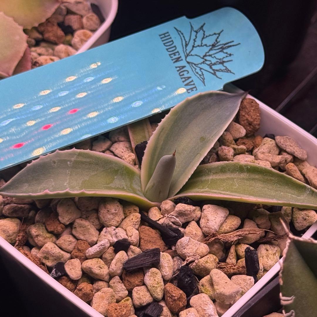 ovatifolia moby オバティフォリア モビー agave us 発根