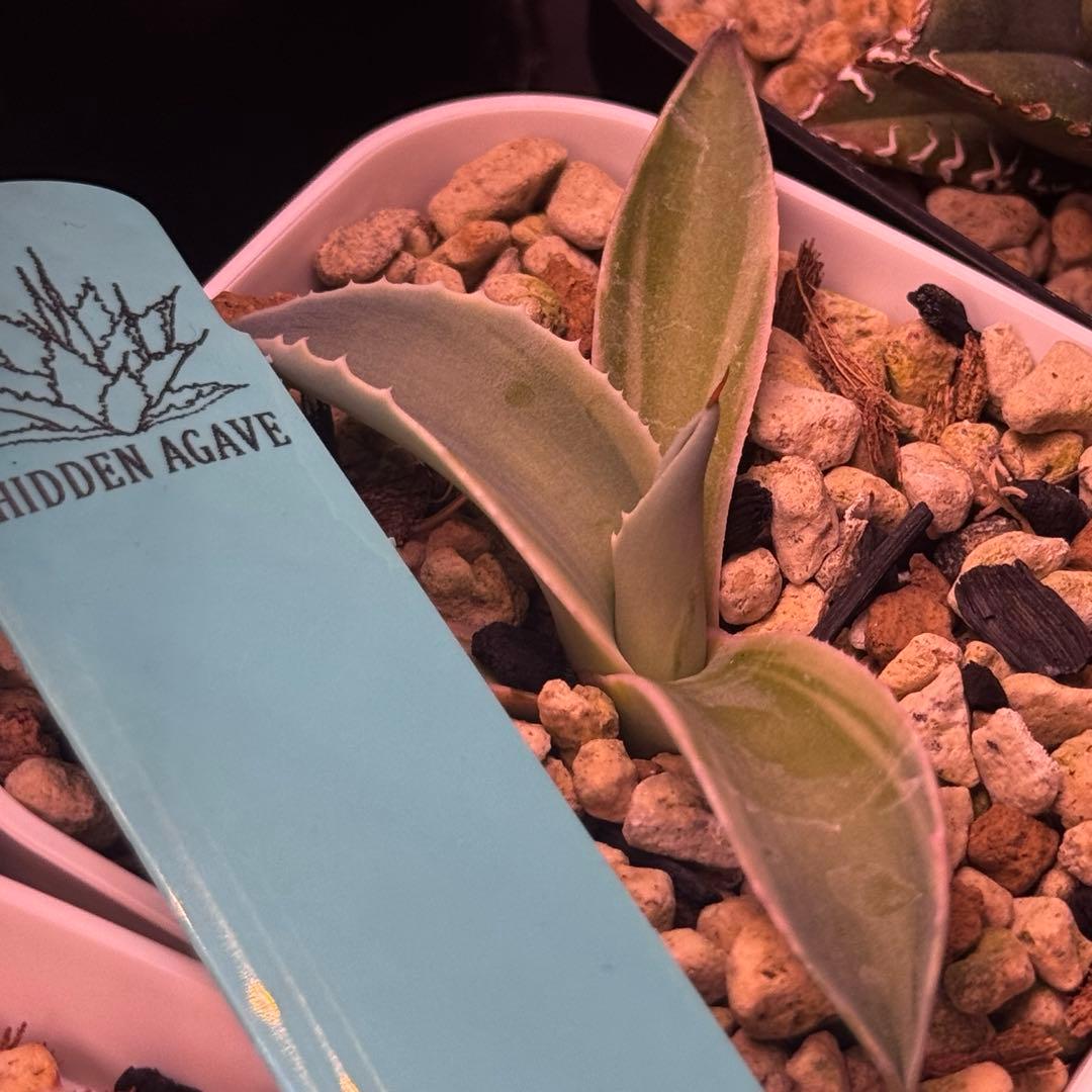 ovatifolia moby オバティフォリア モビー agave us 発根