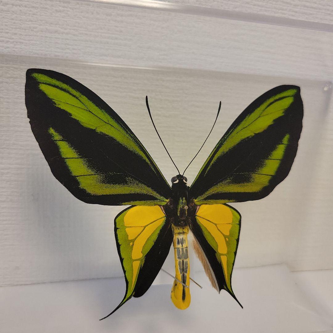 蝶の標本　トリバネチョウの世界(特珍A)