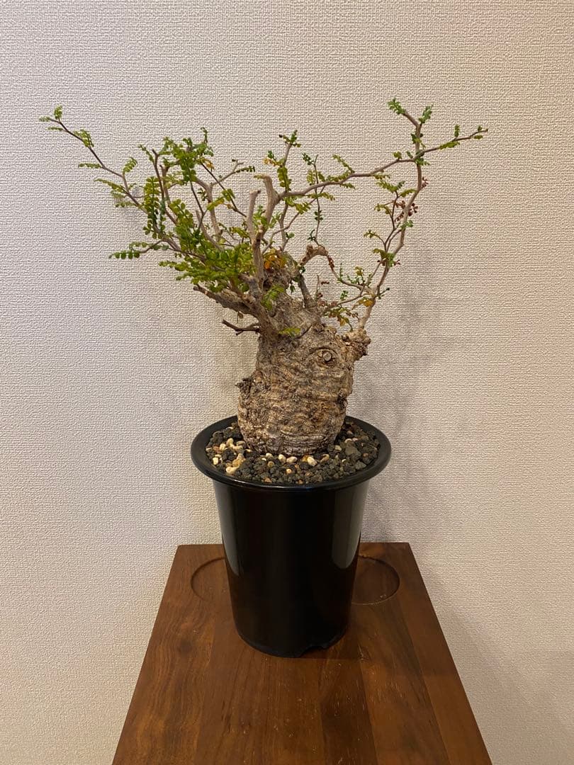 オペルクリカリアパキプス【発根済み】