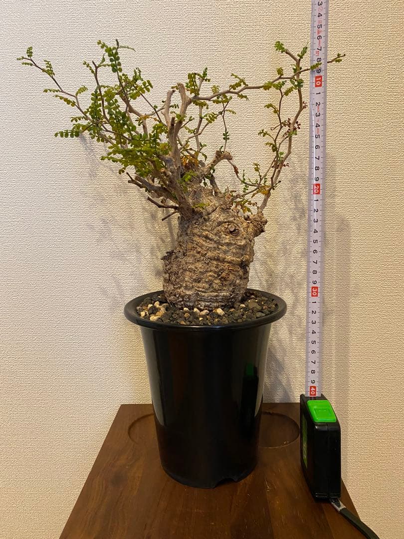 オペルクリカリアパキプス【発根済み】