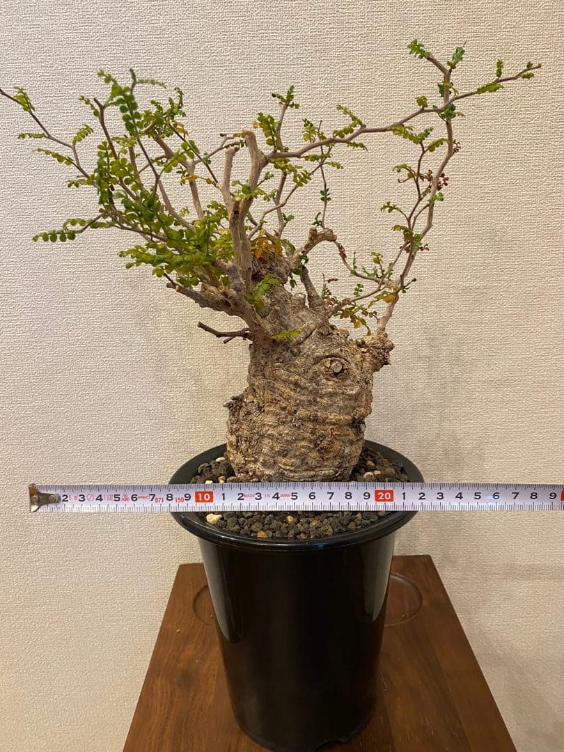 オペルクリカリアパキプス【発根済み】