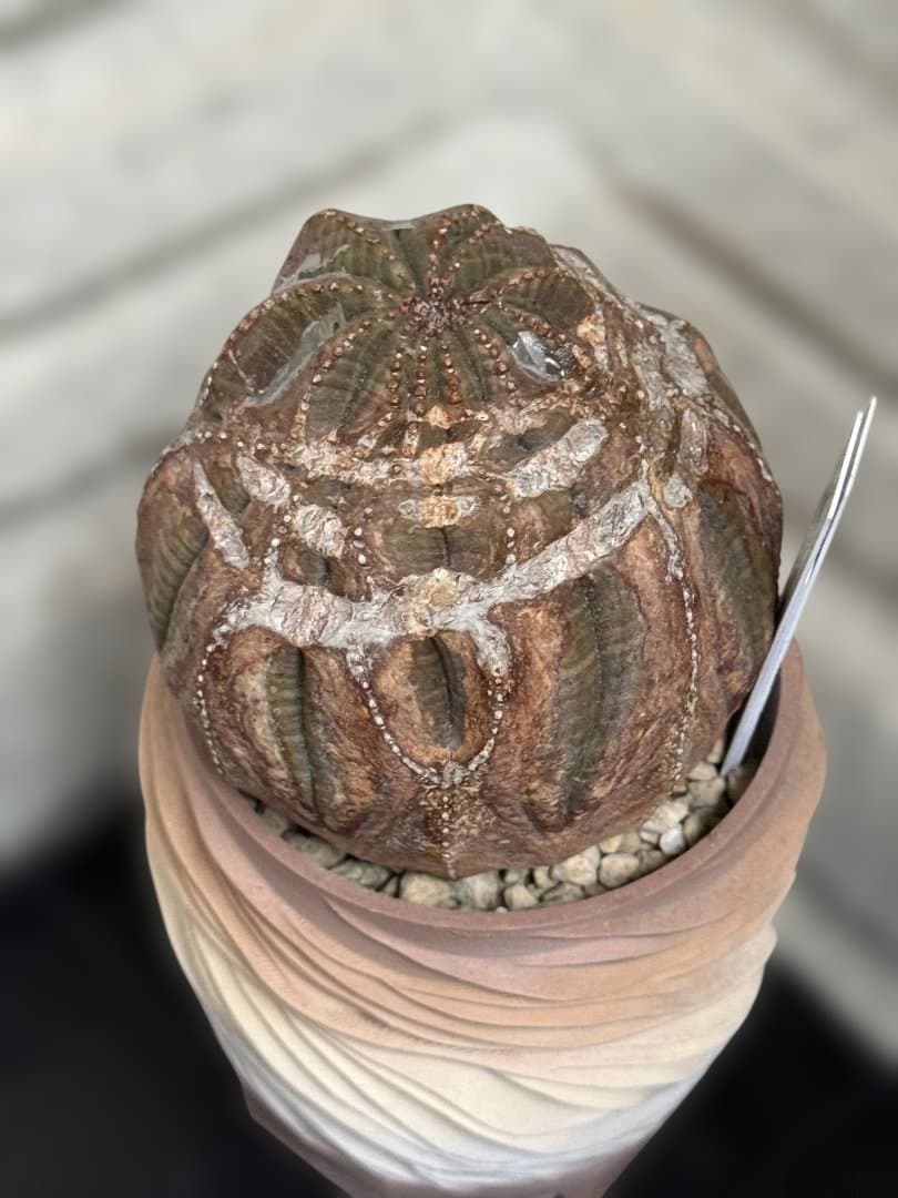 オベサ　現地球　2株セット