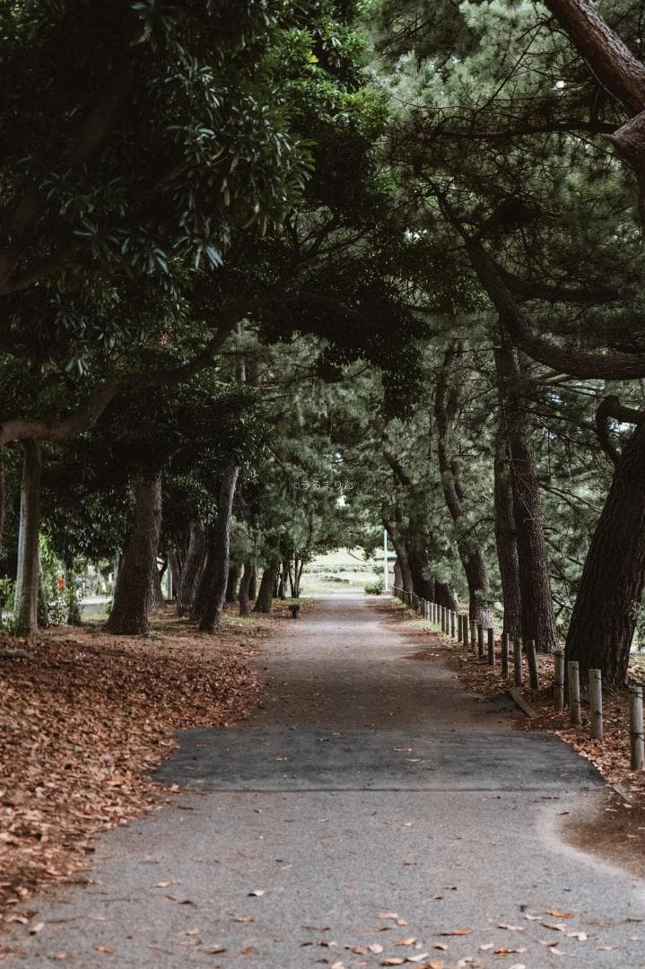 広角20mmの標準ズーム！Panasonic LUMIX S 20-60mm