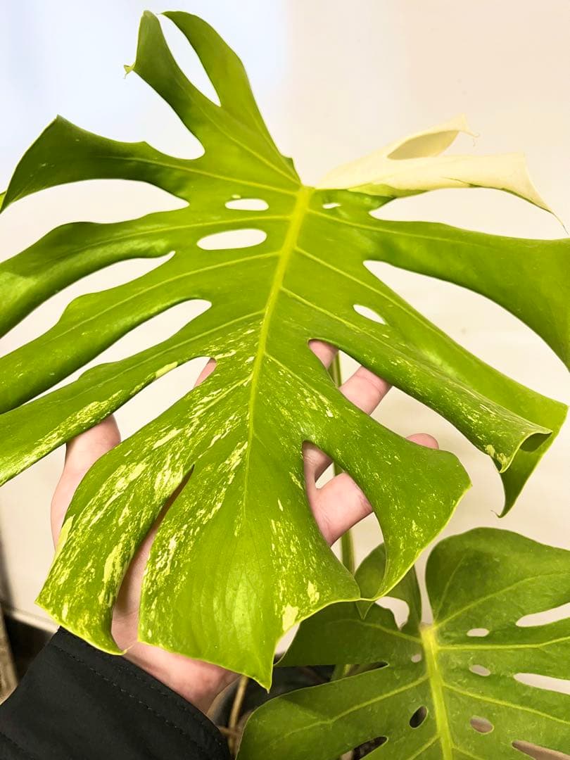 斑入り　モンステラ　デリシオーサ　艶姿　白　ホワイト