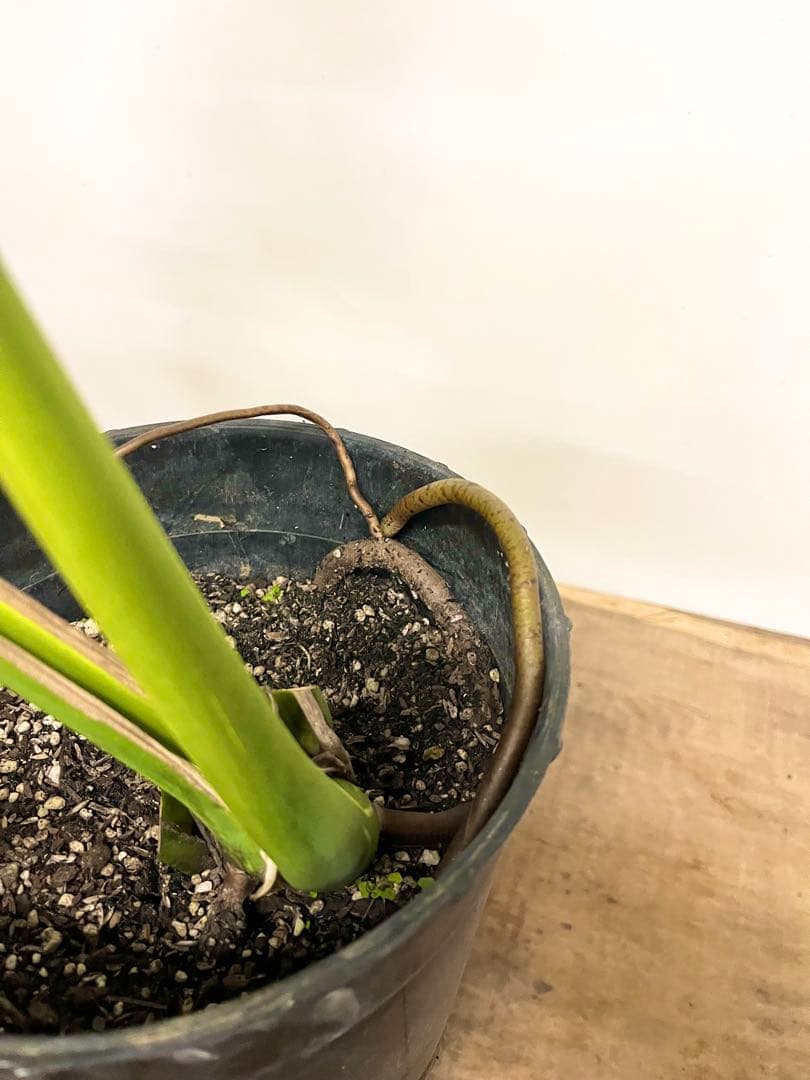 斑入り　モンステラ　デリシオーサ　艶姿　白　ホワイト