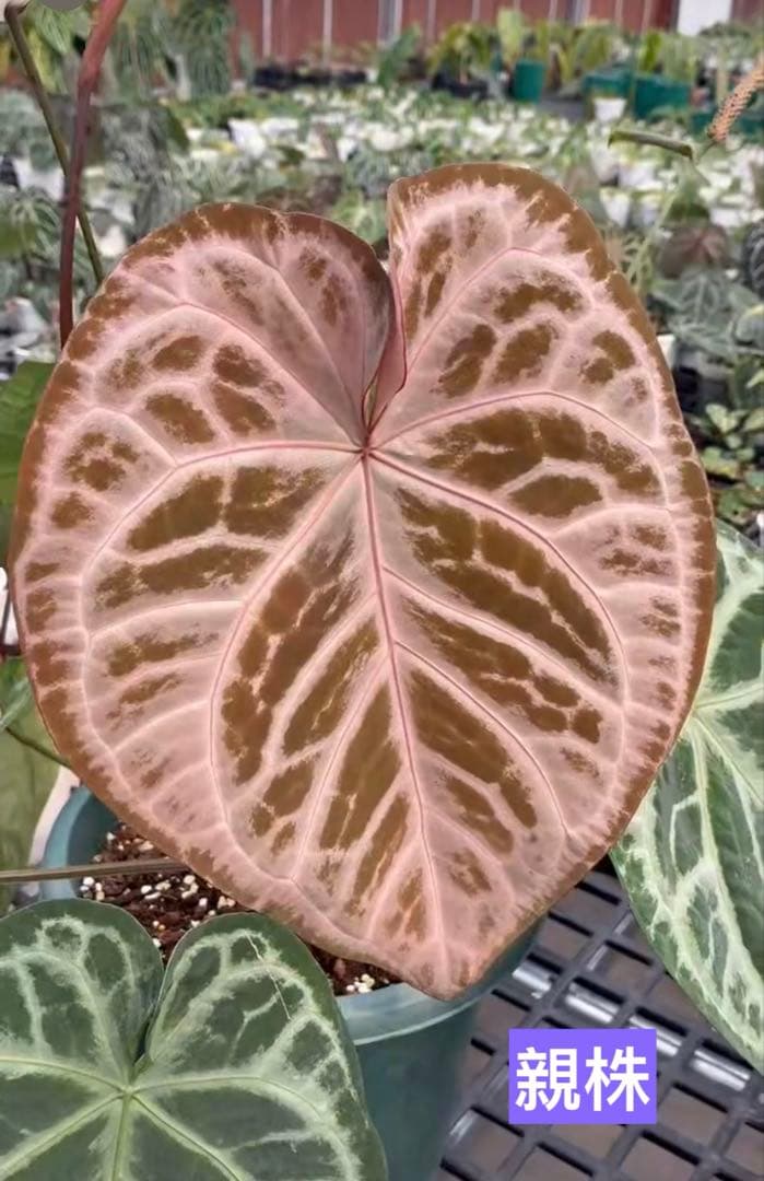Anthurium SKG Pink Lemonade✖️SKG Silver