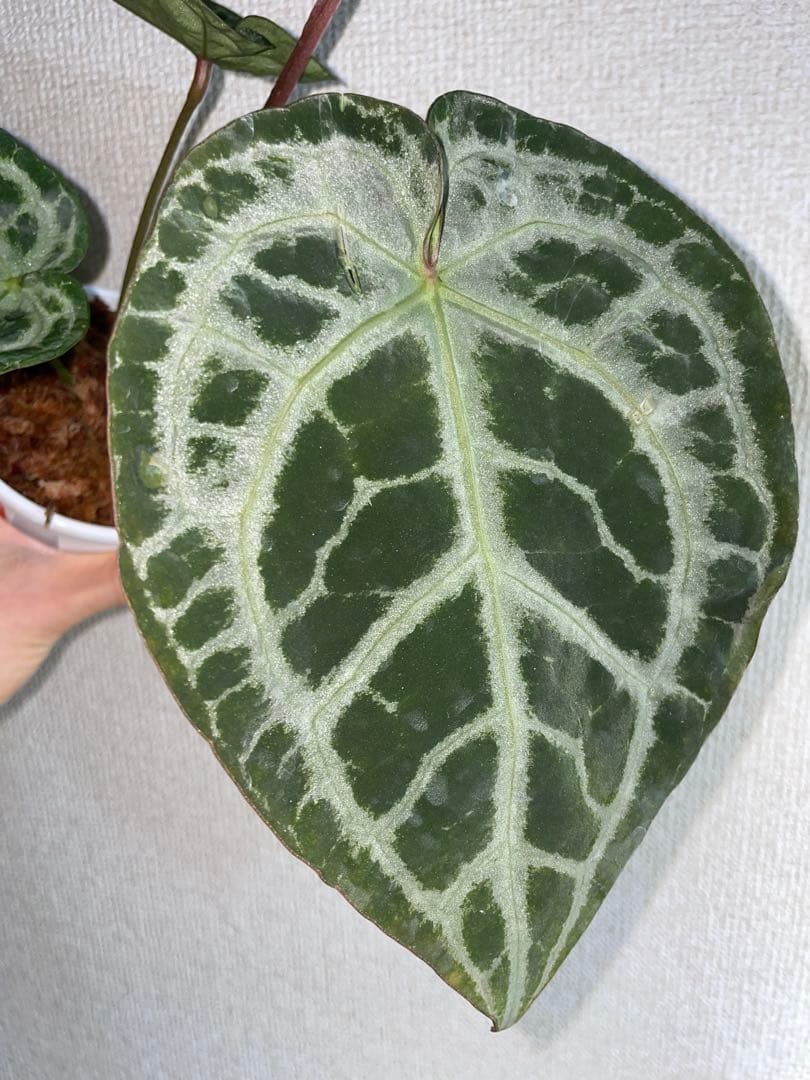 Anthurium SKG Pink Lemonade✖️SKG Silver