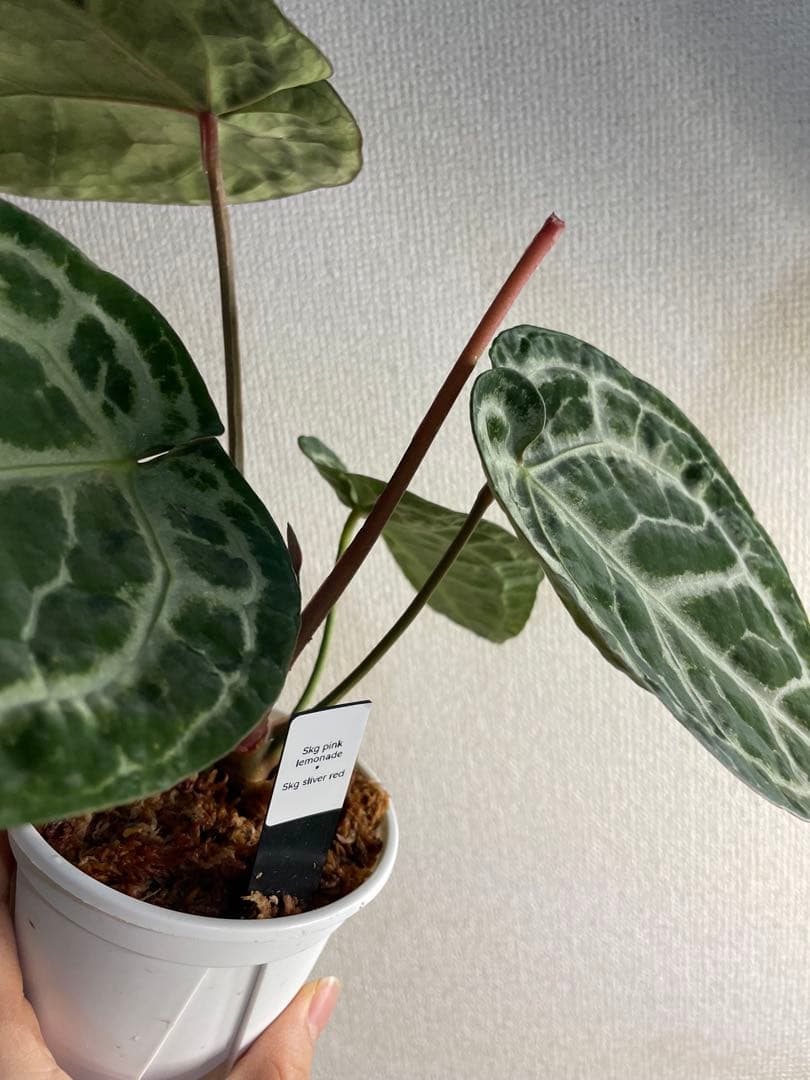 Anthurium SKG Pink Lemonade✖️SKG Silver