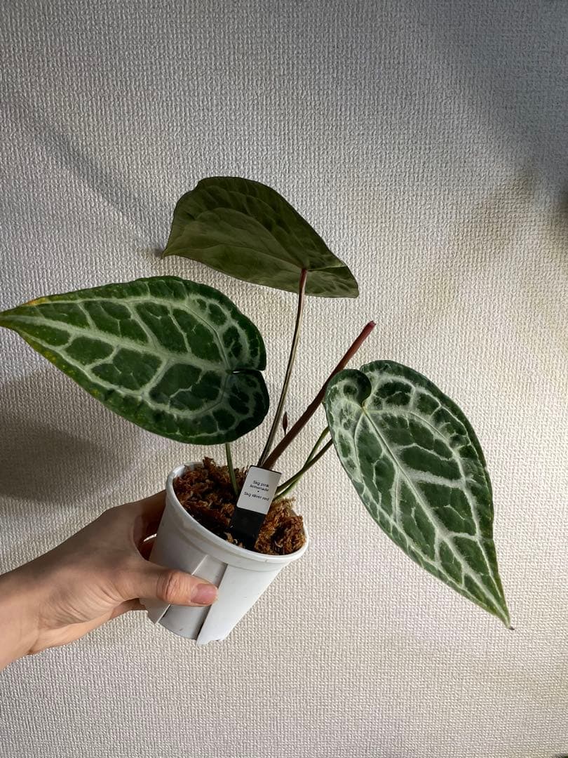 Anthurium SKG Pink Lemonade✖️SKG Silver