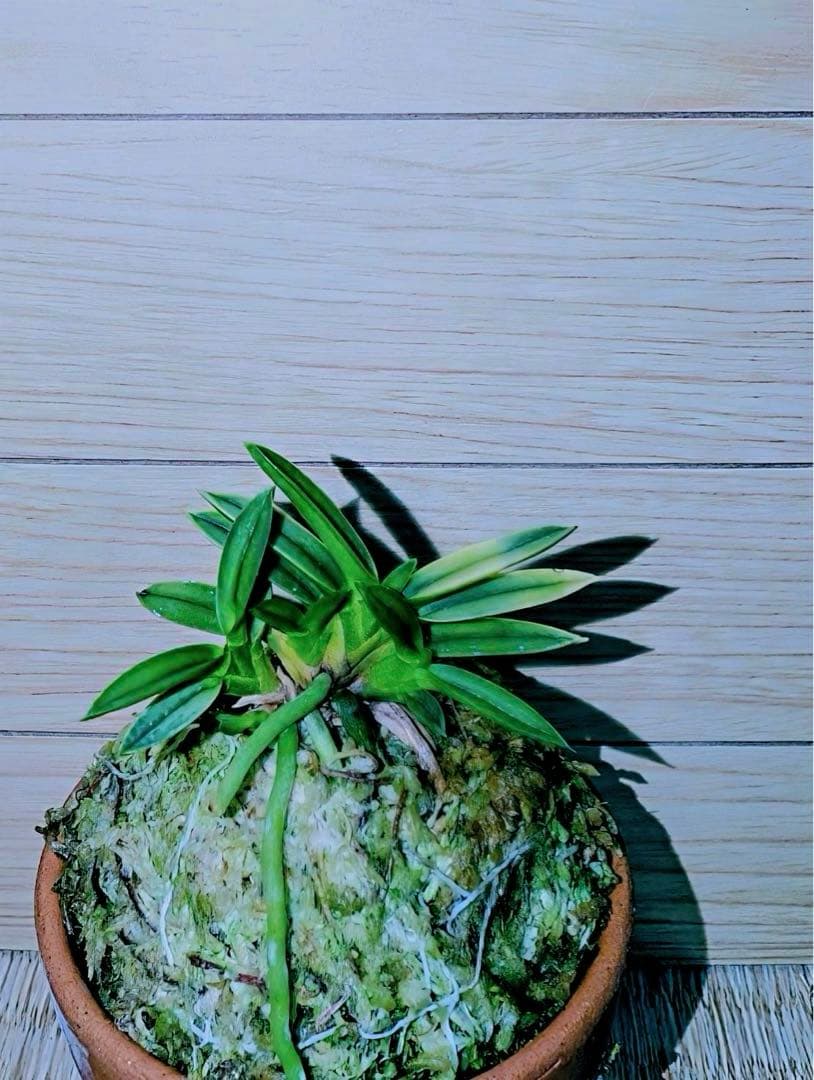 富貴蘭「太閤覆輪（黒真珠覆輪）」本性品芽変わり品