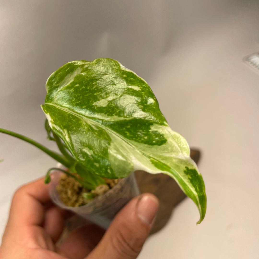 S*L様 a 38品種保証　【希少】モンステラ・エレクトロライト 美株 斑入り