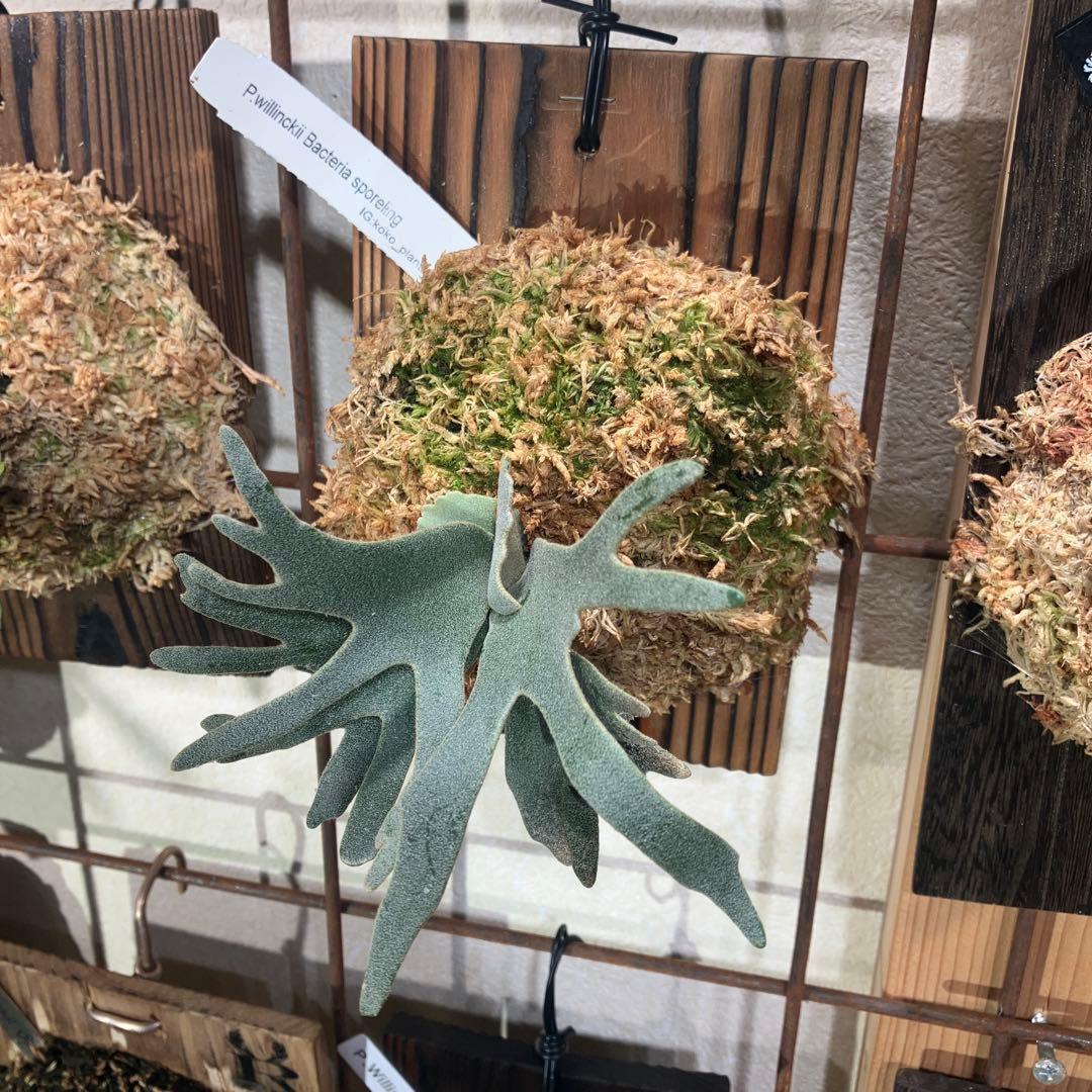 ビカクシダ　ウィリンキーバクテリア