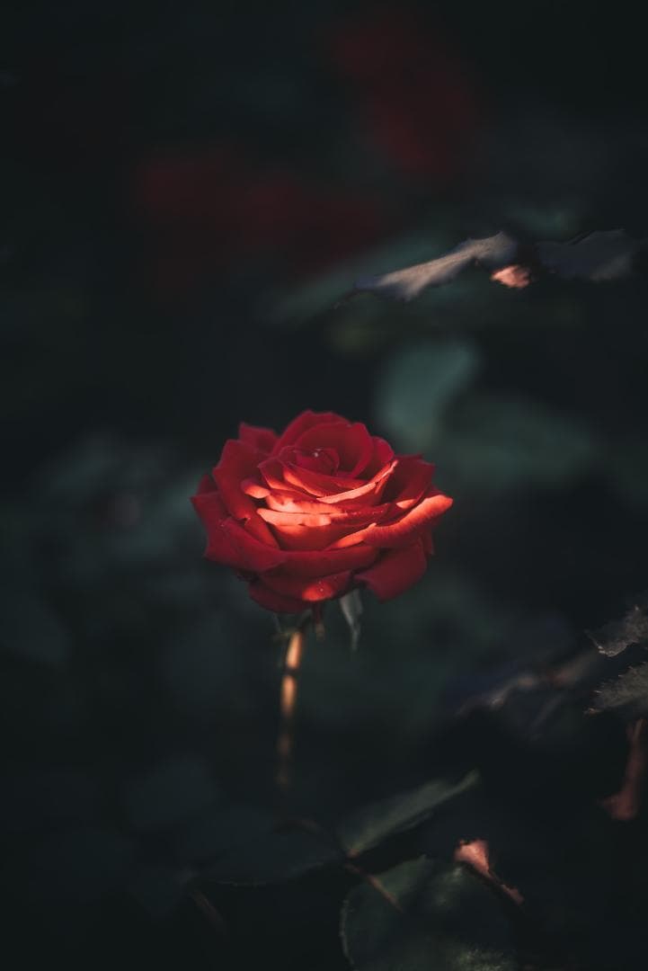 虹の出るライカの癖玉！Leica Summar 50mm F2 オールドレンズ