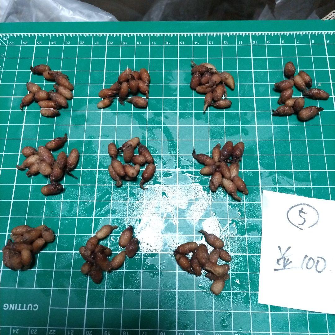 サギソウ　タピ