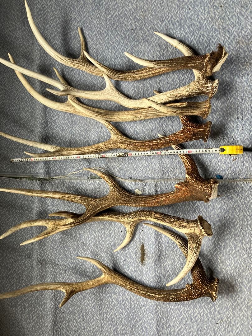 鹿の角 6本セット