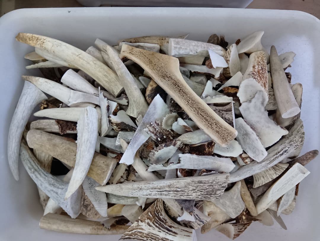 鹿の角　端材　18.7kg エゾシカ 角