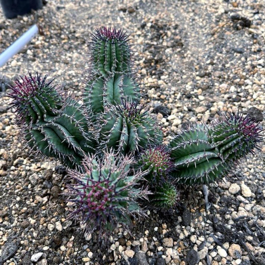 S*…様 ユーフォルビアホリダ 群生 10頭