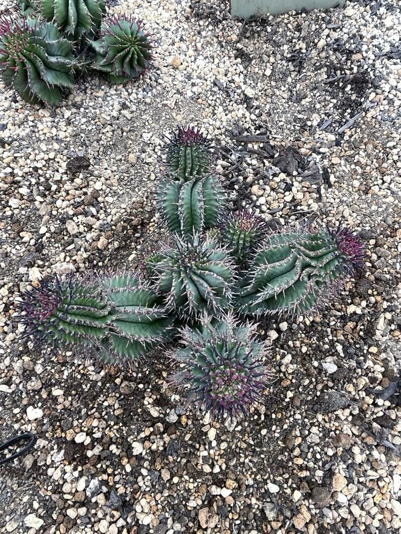 S*…様 ユーフォルビアホリダ 群生 10頭