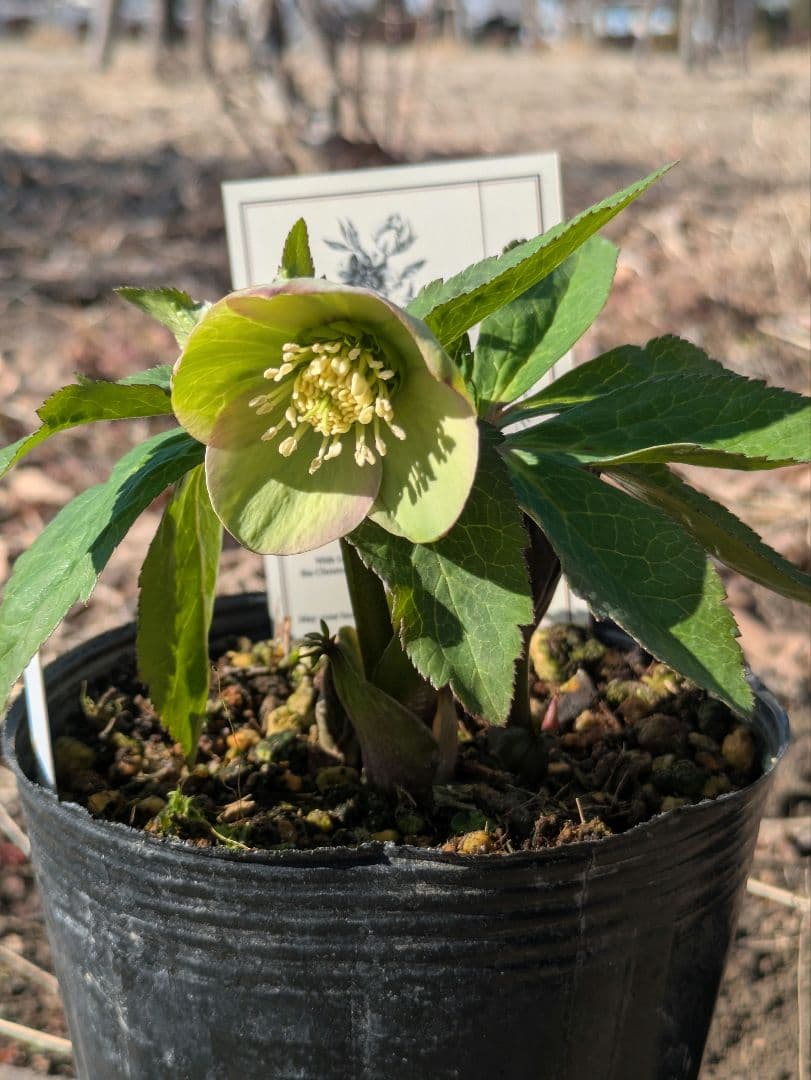 高橋育苗 little beast オキシデンタリス系 原種交配 カップ咲き