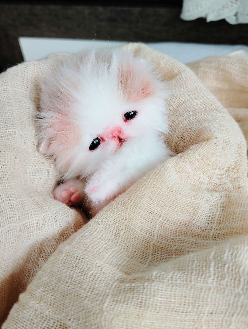 むぎゅサイズ♡お腹ぽっこり♡赤ちゃん子猫のキキちゃん♡アートドール♡ぬいぐるみ♡