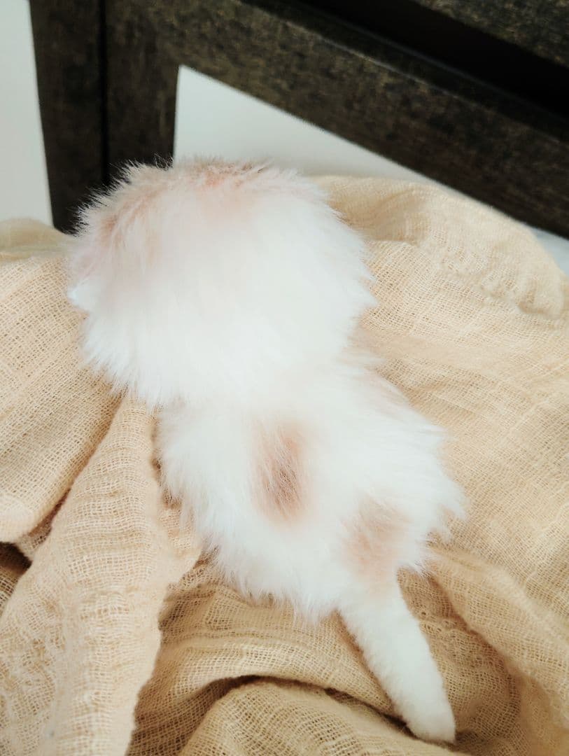 むぎゅサイズ♡お腹ぽっこり♡赤ちゃん子猫のキキちゃん♡アートドール♡ぬいぐるみ♡