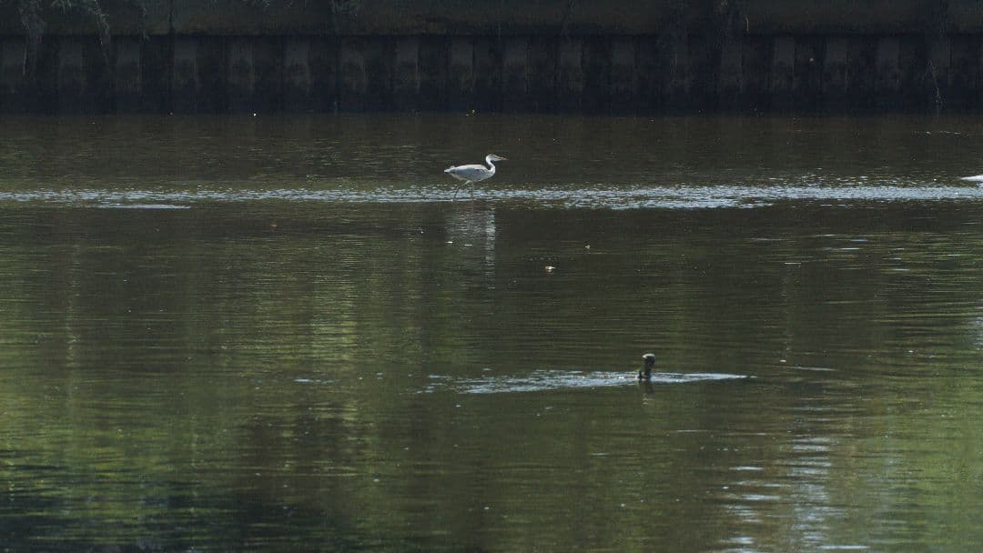 最終価格【動確済】SIGMA APO 170-500 f5-6.3 αAマウント