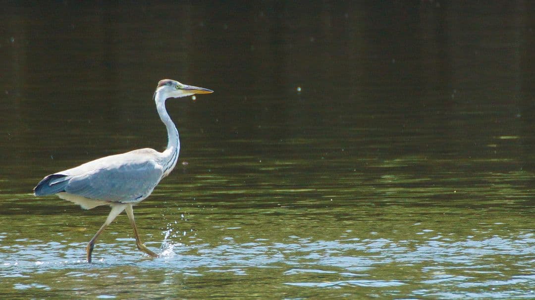 最終価格【動確済】SIGMA APO 170-500 f5-6.3 αAマウント