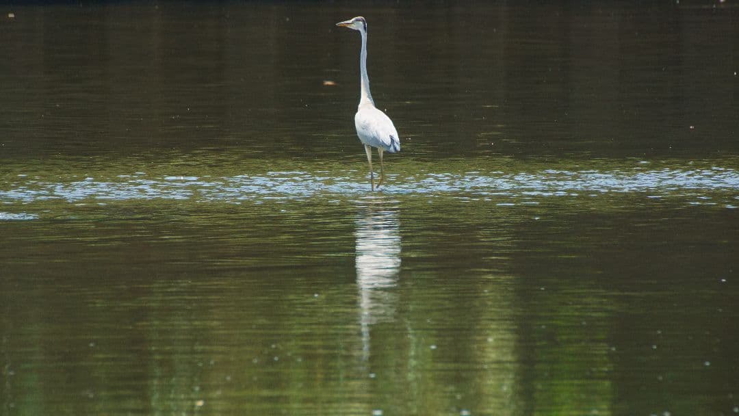 最終価格【動確済】SIGMA APO 170-500 f5-6.3 αAマウント