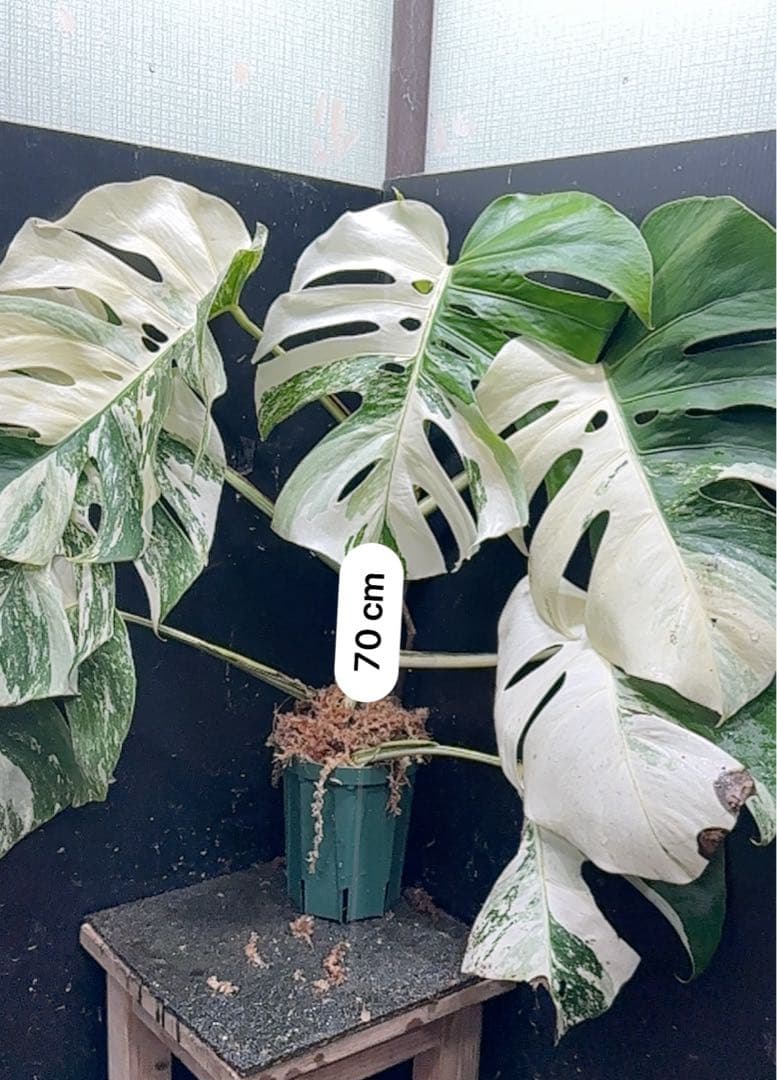 チ*ン様 斑入りモンステラ ホワイトタイガー極美大株70cm白斑多