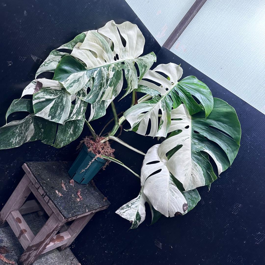 チ*ン様 斑入りモンステラ ホワイトタイガー極美大株70cm白斑多