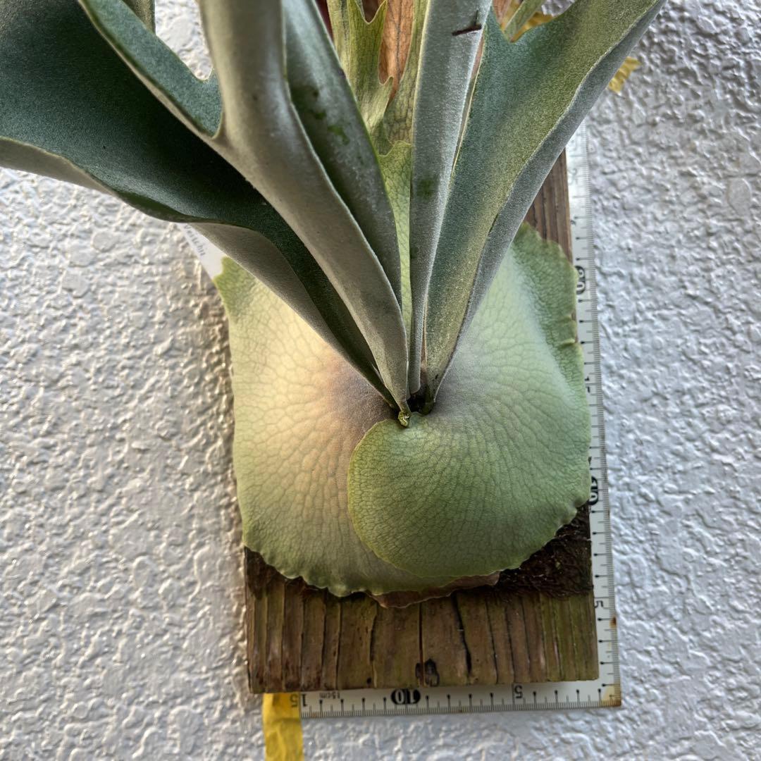 ビカクシダ　ビーチー