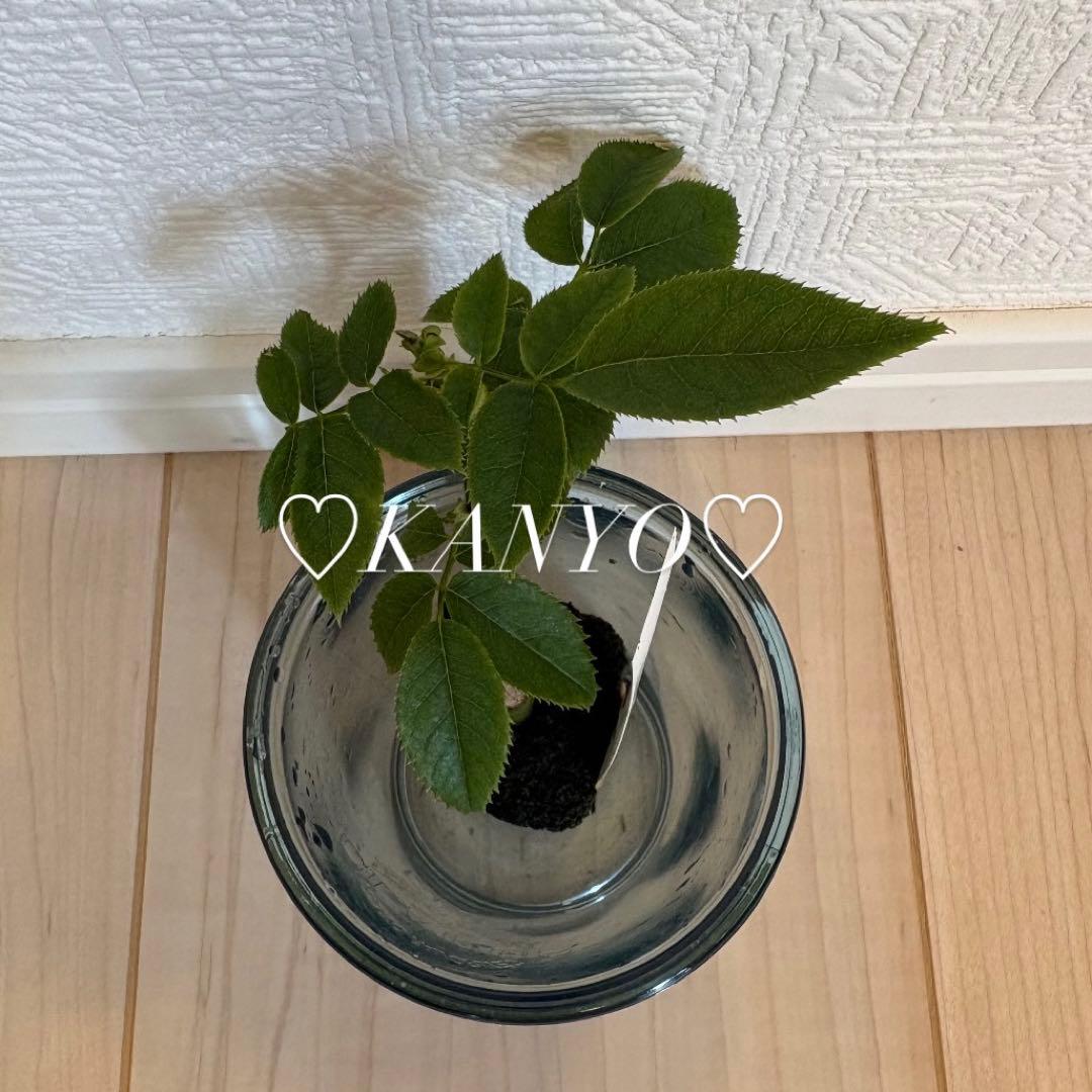 ◆*子様 バラ苗　和バラ　ペリアン　正規品