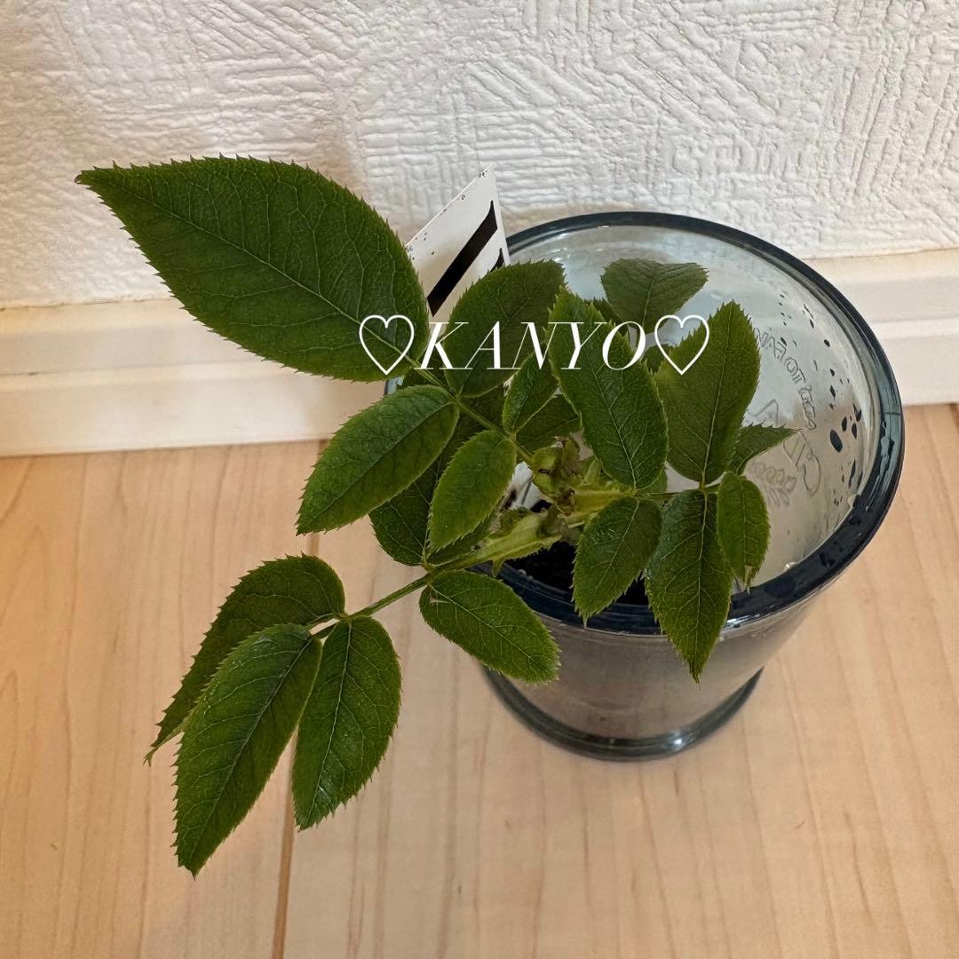 ◆*子様 バラ苗　和バラ　ペリアン　正規品