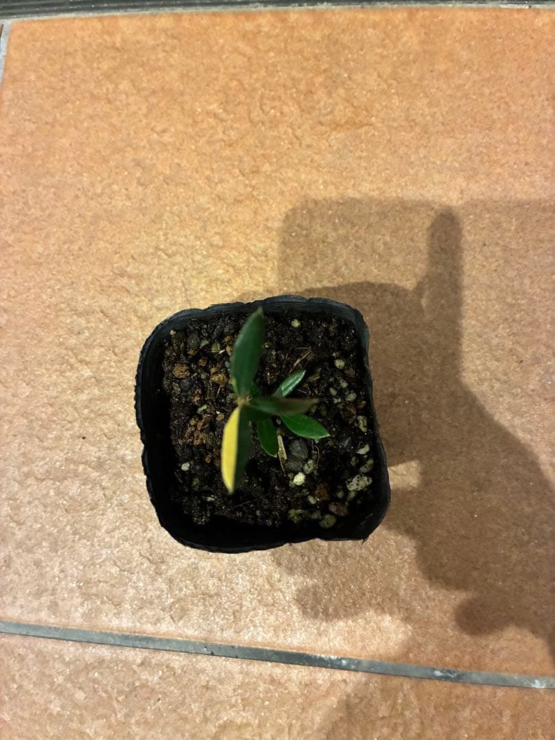 斑入りオリーブ苗