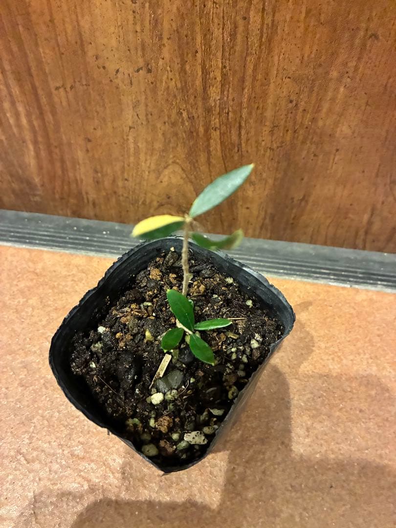 斑入りオリーブ苗