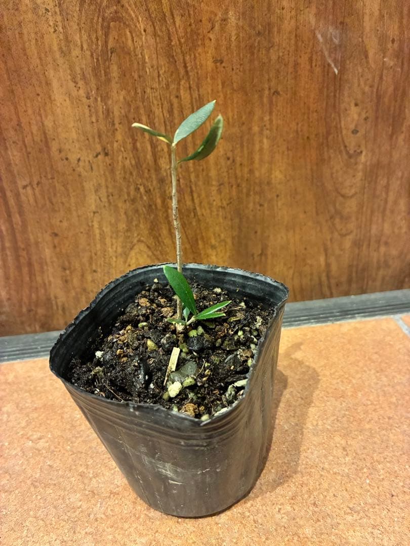 斑入りオリーブ苗