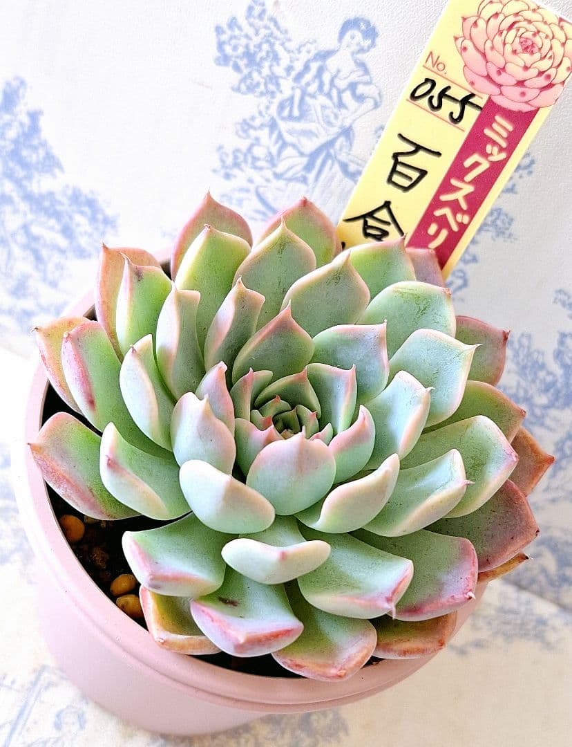 ꕤclara*様 リクエスト 9点 まとめ商品