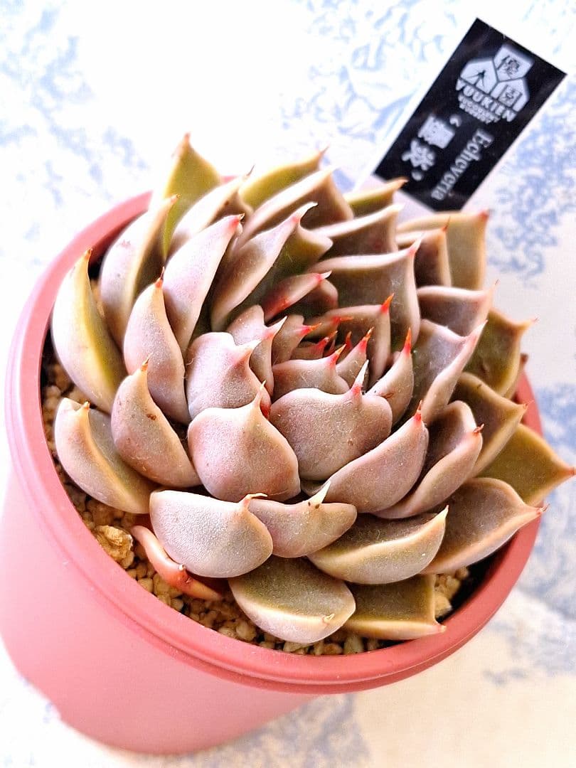 ꕤclara*様 リクエスト 9点 まとめ商品